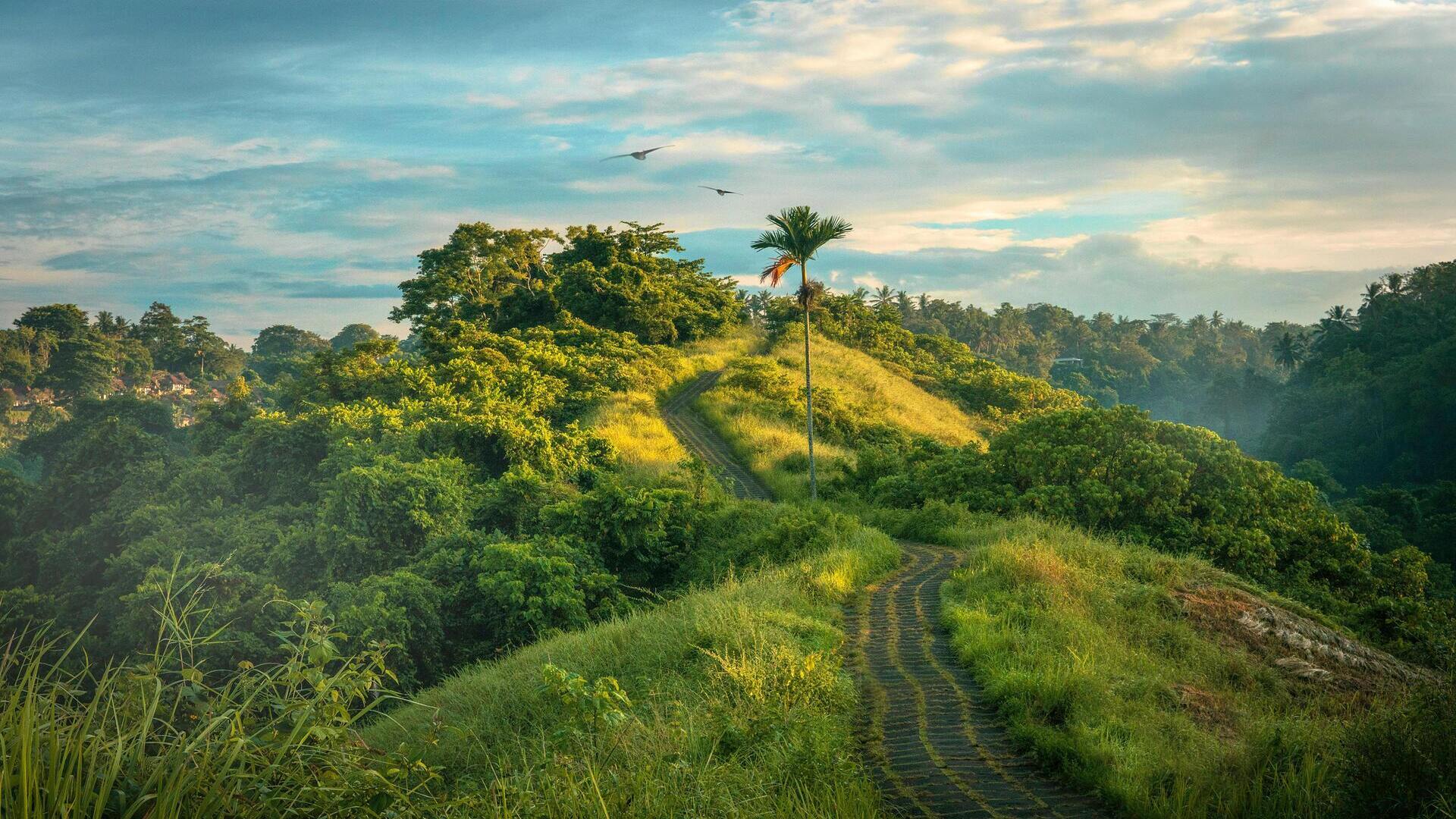 Tropical forest path